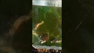 #turtles dance/masti#shorts#youtubers #nature