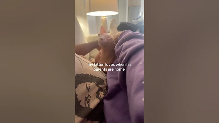 Video 11618021: sphynx kitten, sphynx family