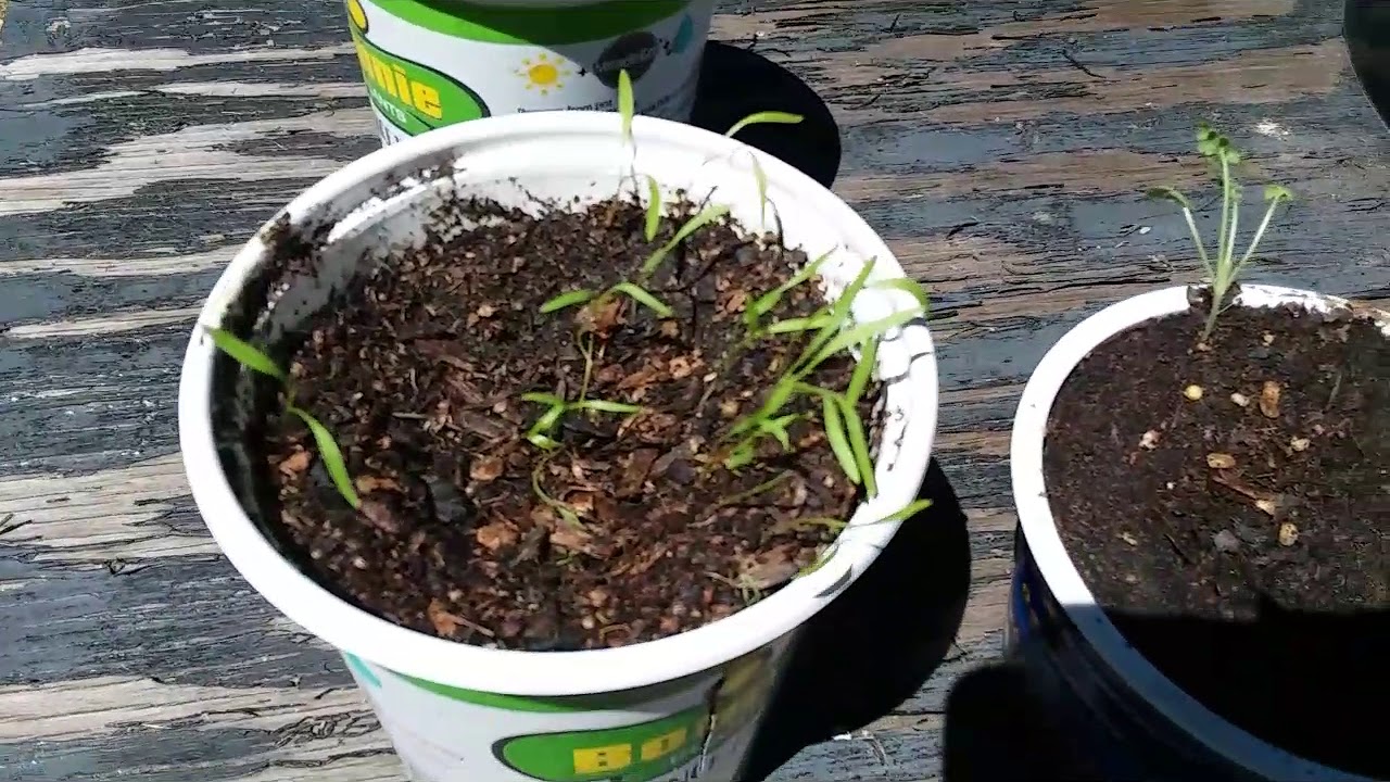 A LIL UP DATE ON the OG kushes 😎😁