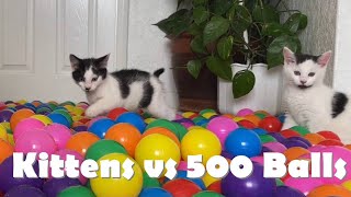 Kittens vs 500 Balls in a Ball Pit (ft Cat Mom) by Kitten Heaven 5,139 views 2 years ago 2 minutes, 49 seconds