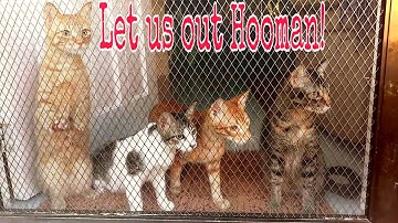 Cute cats meowing to get outside|Cat asking to open the door|