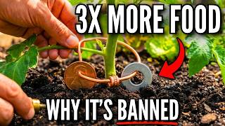 The Forgotten $0 Battery Hidden in Your Pocket — One Old Penny Triples Your Harvest