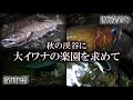 【源流釣り】秋の深南部に大イワナの楽園を求めて