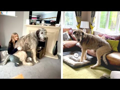Adorable Giant Wolfhound Puppy Weighs 65KG