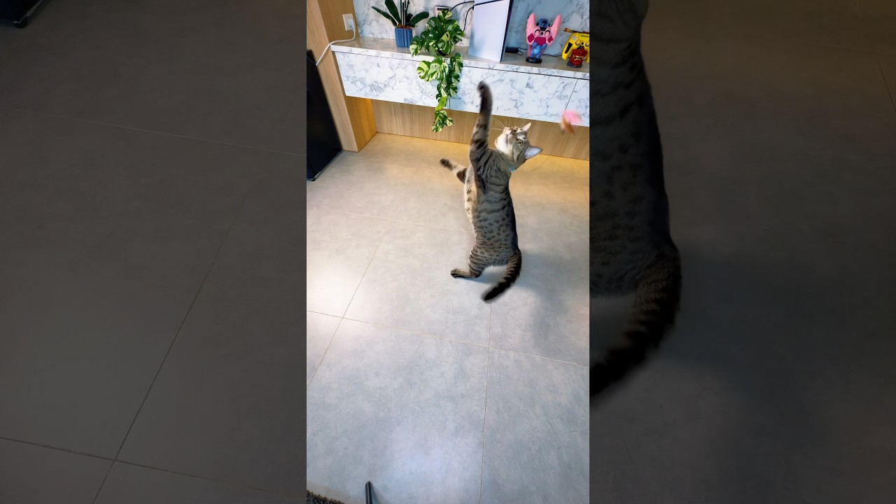 The toy passed the cat test 🤗🤣 