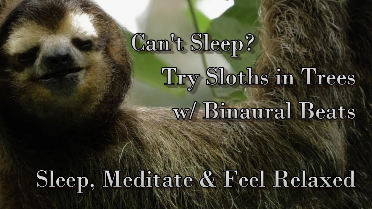 Can't Sleep? Here's Sloths in Trees w/ Binaural Beats: Sleep, Meditate & Feel Relaxed