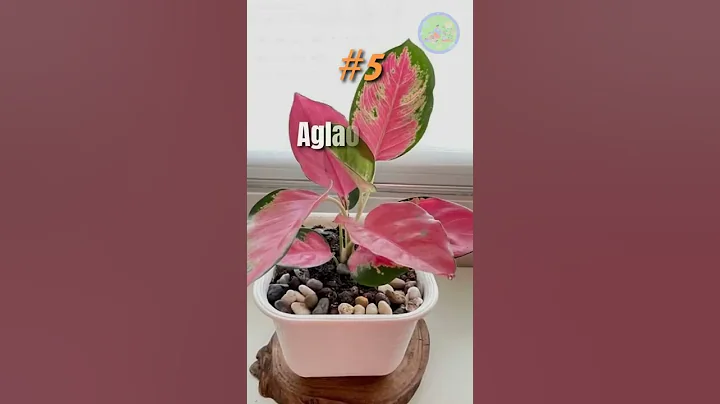 10 indoor plants that are hard to kill #indoorplants #plants #shorts