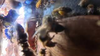 Hunting Killer Bees [360° 4K HD]