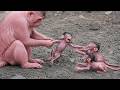 Daily Baby Monkey Live Stream: The Cutest Relaxation