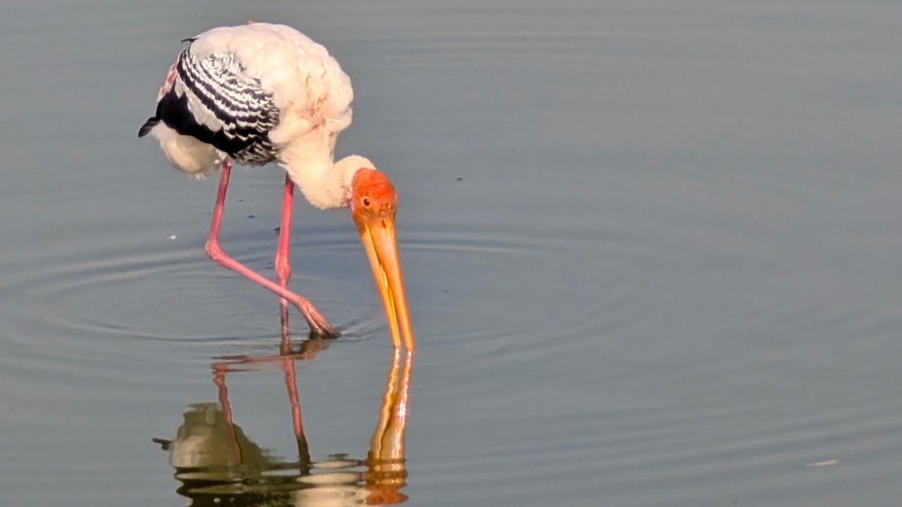 painted storks at dodanekundi lake