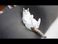 雨続きでぐうたらはなみり。-Hana&Miri spends their time lazily because of the continuous rain.-