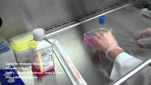 How to Change Cell Culture Media