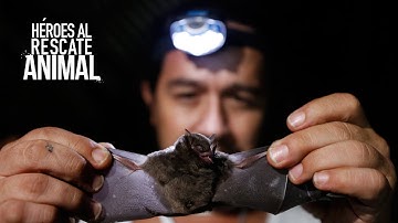 Héroes al Rescate Animal / Hugo Mantilla CAMBIANDO LA MALA REPUTACIÓN DE LOS MURCIÉLAGOS