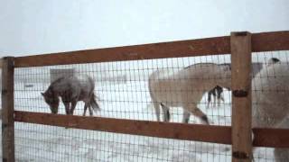 Feeding the Horses on Christmas Day 2008 - Park City, Utah