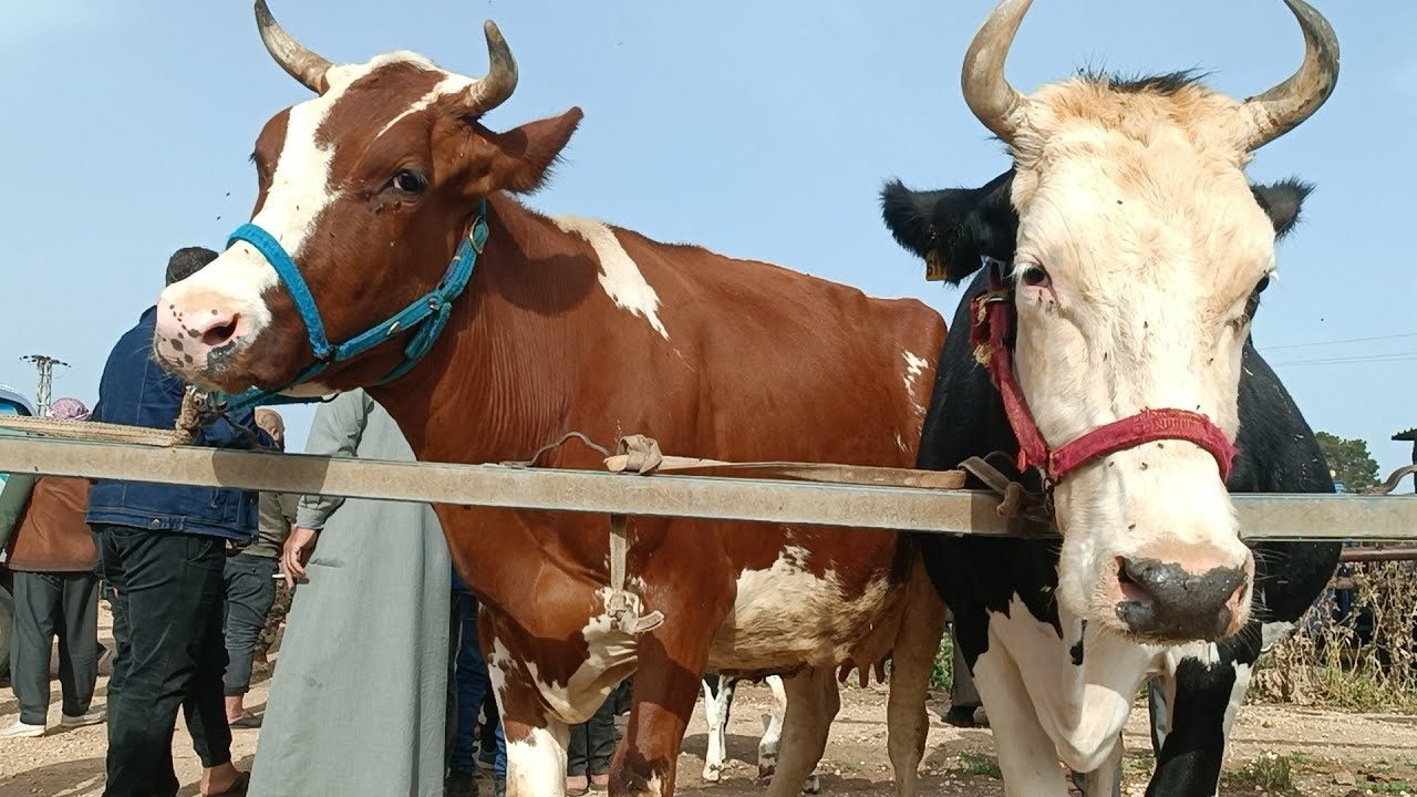 سوق البقر في بشمارون بقر احمر اسعار مناسبة حركة السوق سعر اللحم بتاريخ 5/18لتواصل 994408588064+