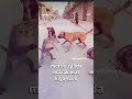 🐶 Funny Pets + English Dubbing = Pure Comedy 😂 #funny #pets #dog #animals #memes #usa #shorts