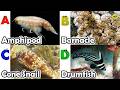 Amazing sea animals | ABC Sea Animals song | English and Animals for Kids | Alphabets Kids Song