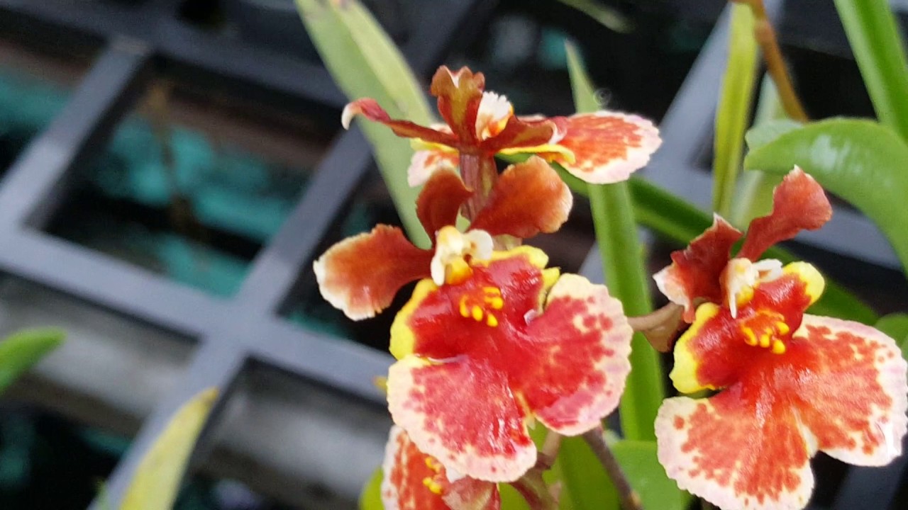 Vũ nữ bút chì - YouTube