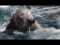 Seals and Sea Lions: Adaptation and Care