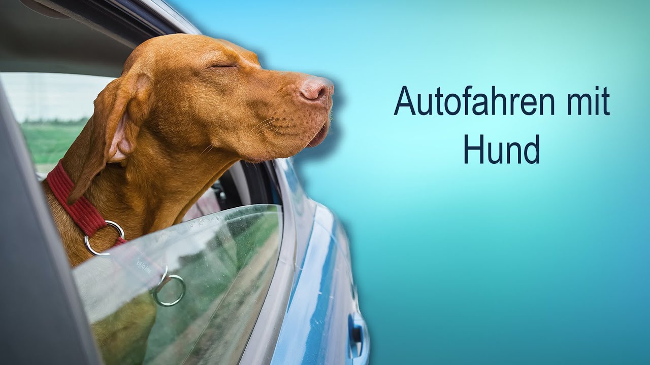 Autofahren mit Hund - wie gewöhne ich meinen Hund daran? - YouTube