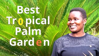 The Best Tropical Palm Garden In Western Kenya # Earn Money Enjoying Christmas Palm Trees