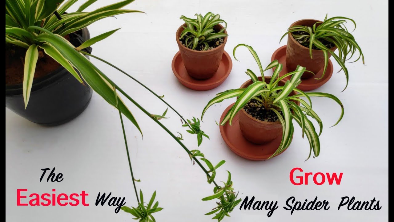 Propagating Spiderettes How To Root Spider Plant Chlorophytum propagating-spiderettes-how-to-root-spider-plant-chlorophytum