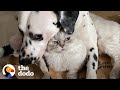 Dog Uses A Cat As A Pillow?! | The Dodo Odd Couples