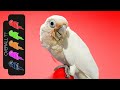 Goffin's Cockatoo, The Best Pet Parrot?