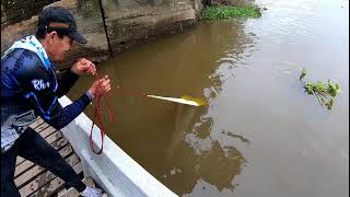 pescando en ciénegas (carnada viva, señuelos) nuevos lugares