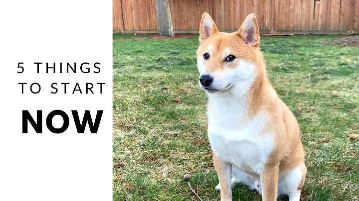 5 Things Shiba Inu Owner Should Start Doing on DAY 1 - DayDayNews