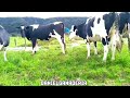 Novillas  Holstein preñadas🐮🧬🌱