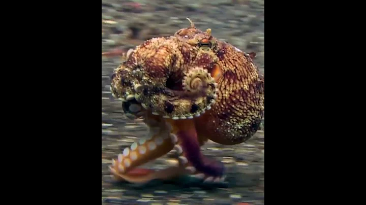 Octopus Running Fast In the Depth water Look cool😄😄 #shorts