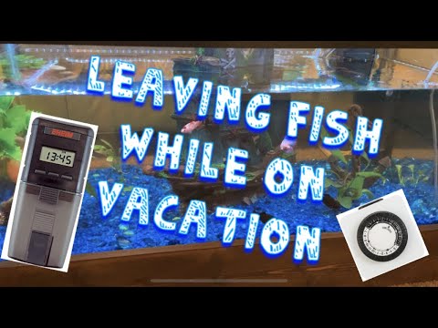 How To Leave Your Fish Home Alone While On Vacation | Also Introducing Our Fish