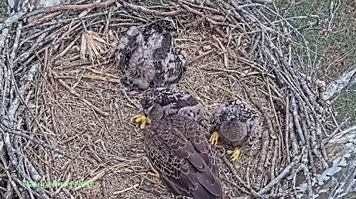 e#341 | Review mother birds brings food to feed her babies | bird nest with nature life #baldeagle