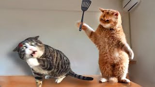FUNNY CATS and DOGS 🐱🐶 Clumsy Cats, Talking Cats - New Funniest Animals Videos 2023 😂 by Meow Meow Productions 121 views 4 months ago 21 minutes