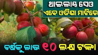 Thai Kashmir Apple Ber Complete Farming Process in Odisha | A Success Story | Contact:  86184 86335