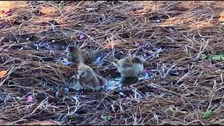 3 Sparrows Bathing in a Puddle