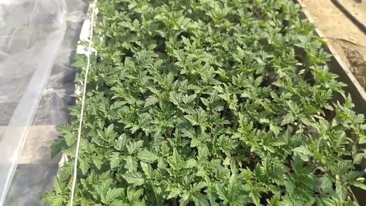 22 MART 2023 ƏKİNƏ BAŞLAMAQ OLAR !