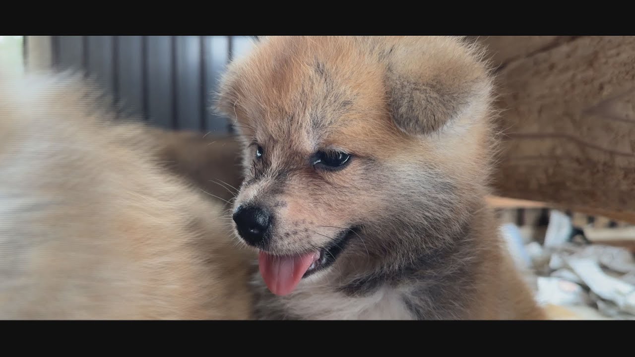 じいちゃんの秋田犬【大家族編】#25　ワンプロの始まり