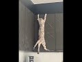 المتسلقاااوو😹😻 #لايك #cat #catlovers