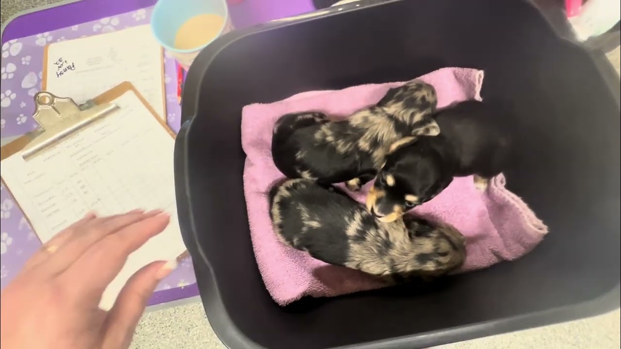 Glimmer's X Litter 2 Weeks Old