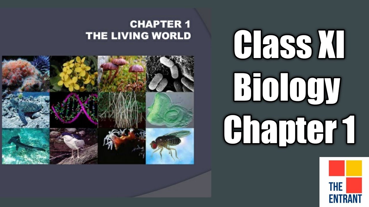 Class XI | Biology | Chapter 1- The Living World | Part 1 - YouTube