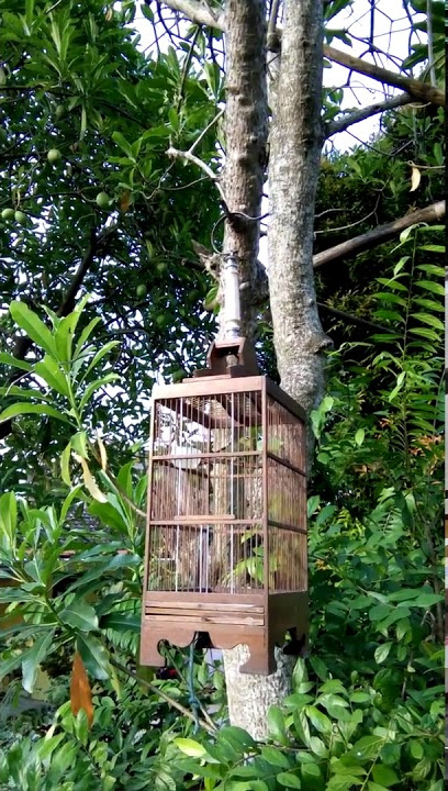 Pleci Karimun / pesisir Ngalas rapet. Kompi Bojonegoro