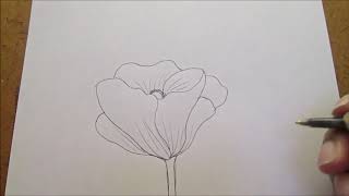 How to Draw Poppy Flowers-Simplified