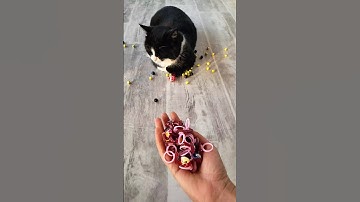 Satisfying Video 🔴🟡 Reverse Cat ASMR #shorts