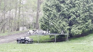 Tribe of Baby Goats Play Together on a Trampoline || ViralHog