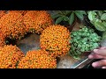 London Plant Shopping | Part 2 | N1 Garden Centre