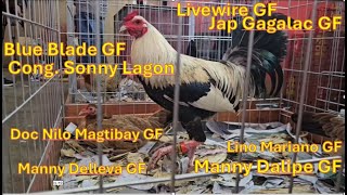 Gamefowl expo price - P35K Blue Blade game farm  Sonny Lagon Joe Goode Grey, sweater kelso, hatch RH screenshot 2