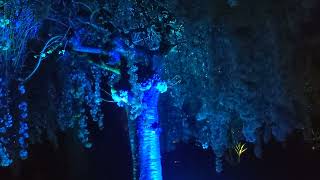 Weeping Cherry Tree with landscape lighting  #dirtandstonelandscaping