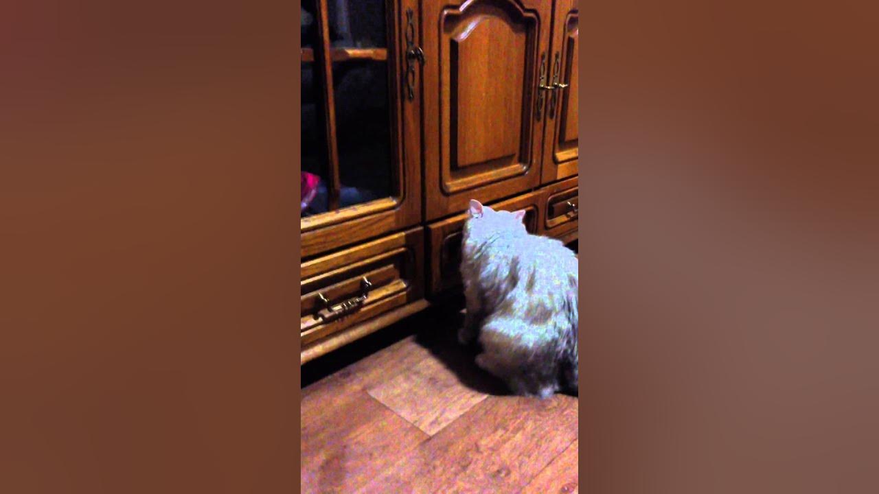 Кошка открывает холодильник видео. Песня кошки кошки на шкафах
